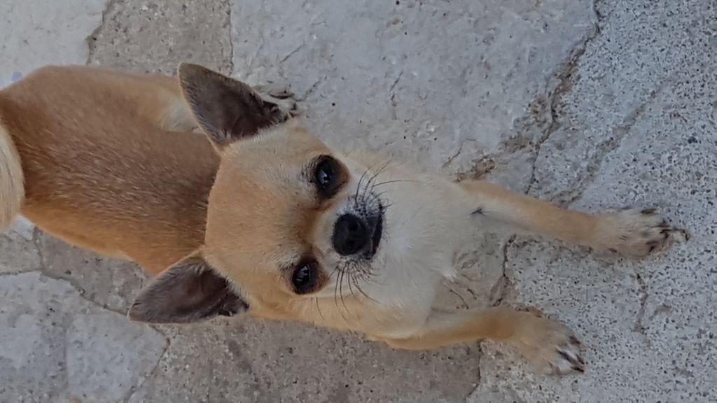 New Litte Sugar